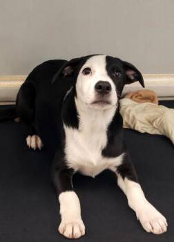 Domino -  Pit Bull Terrier and Mixed Breed Dog for Adoption in West Memphis, Arkansas - Domino | PetCurious