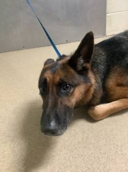 Rescue German Shepherd Dog and Mixed Breed Dogs for Adoption in Fort Worth, Texas - 59528076 | PetCurious