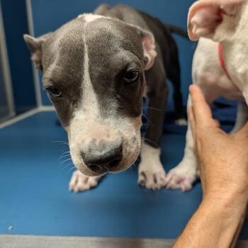 Juice -  Pit Bull Terrier Dog for Adoption in Yuma, Arizona - Juice | PetCurious