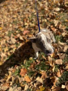 Smore -  Pit Bull Terrier and American Staffordshire Terrier Dog for Adoption in Carmel Hamlet, New York - Smore | PetCurious