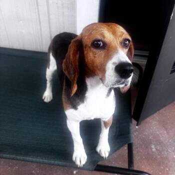 GabbyYE80 - 6371 -  Beagle Dog for Adoption in Loxahatchee Groves, Florida - GabbyYE80 - 6371 | PetCurious