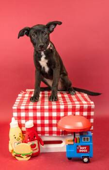 573-26 -  Labrador Retriever Dog for Adoption in Brighton, Colorado - 573-26 | PetCurious