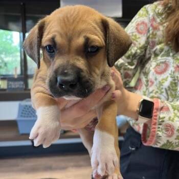 Commander Coleman -  Pit Bull Terrier Dog for Adoption in Durango, Colorado - Commander Coleman | PetCurious