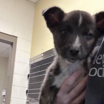 Milk -  Mixed Breed Dog for Adoption in Asheville, North Carolina - Milk | PetCurious
