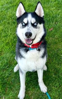 Husky Dogs Available for Adoption in Sacramento, California - KLONDIKE | PetCurious