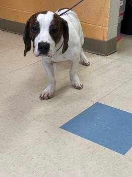 River (Slinky) -  Mixed Breed Dog for Adoption in Clarksville, Tennessee - River (Slinky) | PetCurious