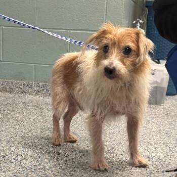 Wirehaired Dachshund Dogs Available for Adoption - Scruffy | PetCurious