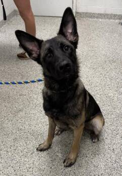 Ragnar -  German Shepherd Dog and Mixed Breed Dog for Adoption in Kansas City, Missouri - Ragnar | PetCurious
