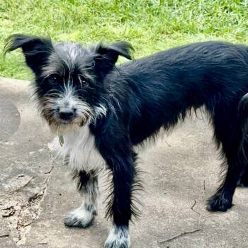 Australian Cattle Dog Blue Heeler and Shih Tzu Dogs Available for Adoption in Plano, Texas - Spike Turner | PetCurious