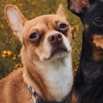 Chloe B -  Chihuahua Dog for Adoption in Webster, Texas - Chloe B | PetCurious