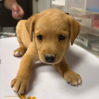 Sparkle -  Shepherd and Mixed Breed Dog for Adoption in Yuma, Arizona - Sparkle | PetCurious