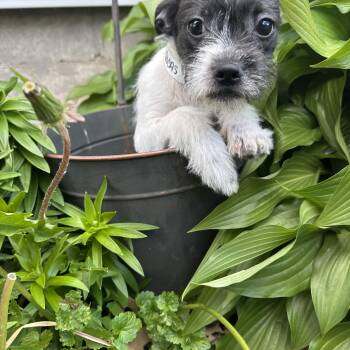 Chihuahua and Pug Dogs Available for Adoption in Russiaville, Indiana - Kenny! Sweet Silly Boy!  | PetCurious