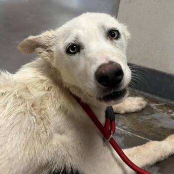 Glenn -  Husky and Mixed Breed Dog for Adoption in Yuma, Arizona - Glenn | PetCurious