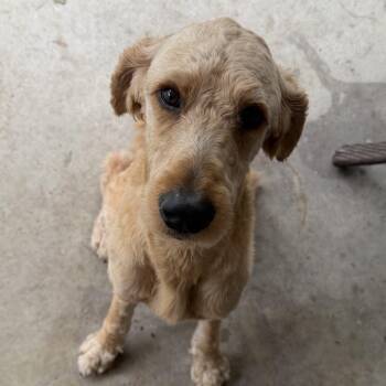 Golden Retriever and Standard Poodle Dogs Available for Adoption in Gulfport, Mississippi - Peanut | PetCurious