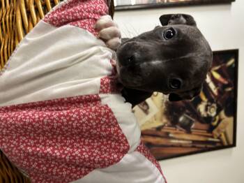 Rescue Mixed Breed Dogs for Adoption in Brownstown, Indiana - Uno | PetCurious