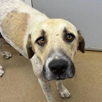 Moo Meadows -  Great Pyrenees and Mixed Breed Dog for Adoption in Corpus Christi, Texas - Moo Meadows | PetCurious