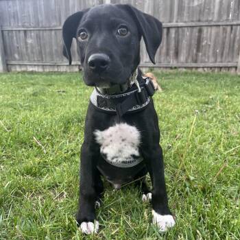 Labrador Retriever and Mixed Breed Dogs Available for Adoption in Detroit, Michigan - Han Solo | PetCurious