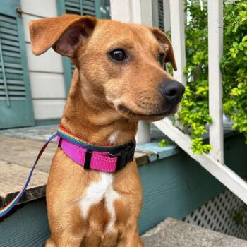 Rescue Redbone Coonhound Dogs for Adoption in New Orleans, Louisiana - Stacy Shazam | PetCurious