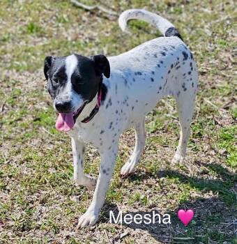 English Pointer Dogs Available for Adoption - Meesha | PetCurious