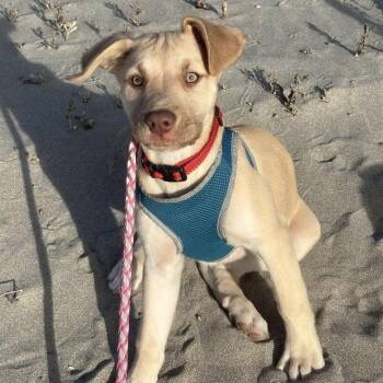 Nova -  Labrador Retriever Dog for Adoption in Long Beach, Washington - Nova | PetCurious