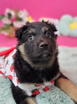 Shepherd and Cattle Dog Dogs Available for Adoption in Phoenix, Arizona - Cosette | PetCurious