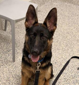 Sura -  German Shepherd Dog Dog for Adoption in Golden, Colorado - Sura | PetCurious