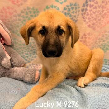 Lucky -  German Shepherd Dog Dog for Adoption in Dandridge, Tennessee - Lucky | PetCurious