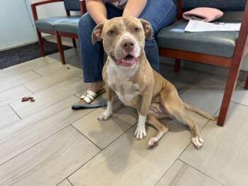 Luna - 1 -  Pit Bull Terrier and Mixed Breed Dog for Adoption in Daytona Beach, Florida - Luna - 1 | PetCurious