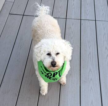 Goldendoodle Dogs Available for Adoption in Worcester, Massachusetts - Mazzie (and Phoenix) | PetCurious