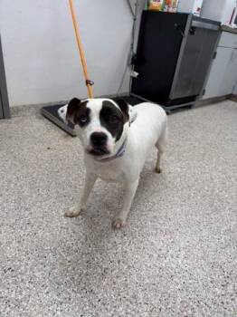 Terrier and Mixed Breed Dogs Available for Adoption in Gastonia, North Carolina - Darla | PetCurious