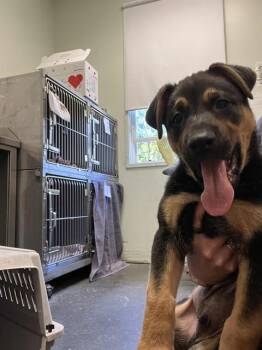 HANK* -  Rottweiler and German Shepherd Dog Dog for Adoption in Santa Cruz, California - HANK* | PetCurious