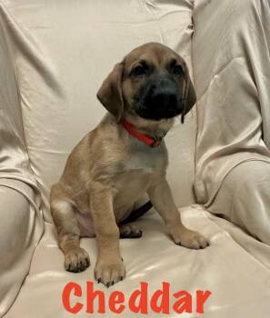 Cheddar -  Labrador Retriever Dog for Adoption in Walker, Louisiana - Cheddar | PetCurious