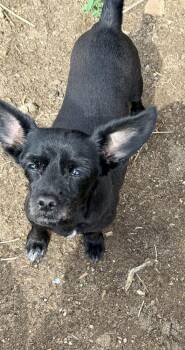 PINOT -  Terrier Dog for Adoption in Broomfield, Colorado - PINOT | PetCurious