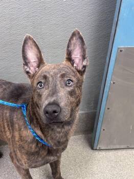 VIVI -  Belgian Shepherd Malinois Dog for Adoption in Las Vegas, Nevada - VIVI | PetCurious