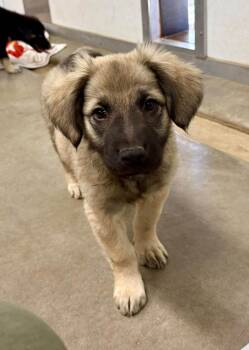 Watson -  Anatolian Shepherd and Golden Retriever Dog for Adoption in Phoenix, Arizona - Watson | PetCurious