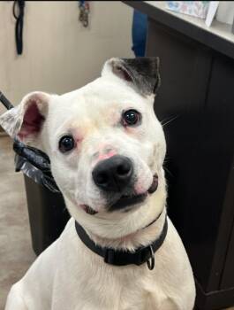 Staffordshire Bull Terrier Dogs Available for Adoption - Pongo | PetCurious