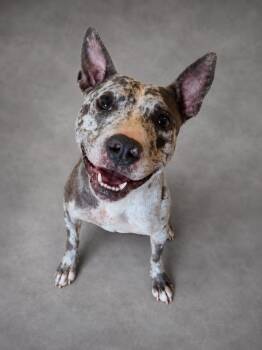 Marbles -  Catahoula Leopard Dog Dog for Adoption in Hardeeville, South Carolina - Marbles | PetCurious