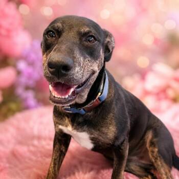 Naomi -  Terrier and Doberman Pinscher Dog for Adoption in San Antonio, Texas - Naomi | PetCurious