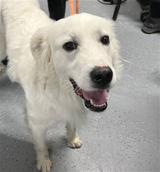 WINTER -  Great Pyrenees Dog for Adoption in Casper, Wyoming - WINTER | PetCurious