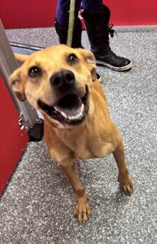 Scooby -  Pit Bull Terrier and Mixed Breed Dog for Adoption in White Cloud, Michigan - Scooby | PetCurious