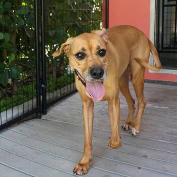 Kassandra -  Hound and Mixed Breed Dog for Adoption in Bradenton, Florida - Kassandra | PetCurious