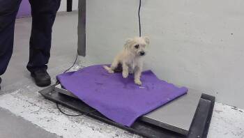 A2096553 -  Havanese and Mixed Breed Dog for Adoption in Houston, Texas - A2096553 | PetCurious