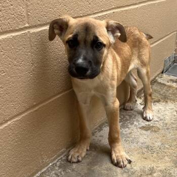 Riley Freeman -  Shepherd Dog for Adoption in Ojai, California - Riley Freeman | PetCurious