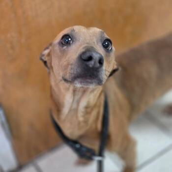 Perdita -  Mixed Breed Dog Available for Adoption in Charleston, West Virginia - Perdita | PetCurious