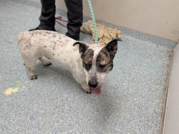 WALKER -  Pit Bull Terrier and Dachshund Dog for Adoption in Rowlett, Texas - WALKER | PetCurious