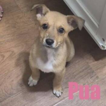 Pua -  Terrier and Mixed Breed Dog for Adoption in Ellicott City, Maryland - Pua | PetCurious