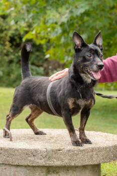Bayley -  Corgi Dog for Adoption in Macomb, Illinois - Bayley | PetCurious