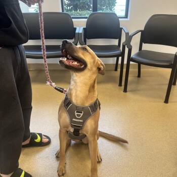 Black Mouth Cur and Mixed Breed Dogs Available for Adoption - Leia | PetCurious