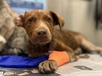 Australian Cattle Dog Blue Heeler and Mixed Breed Dogs Available for Adoption in Dallas, Texas - CLOVER | PetCurious