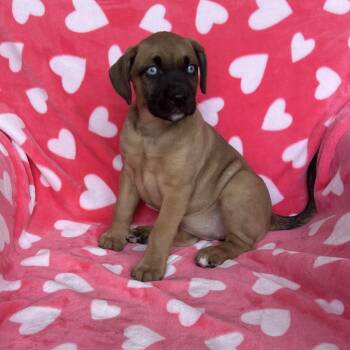 Mixed Breed Dogs Available for Adoption - Mikia Frost | PetCurious